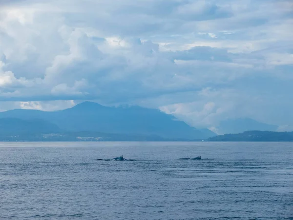 Güzel Bir Yaz Gününde Vancouver Yakınlarındaki Pasifik Okyanusu Nda Kambur — Stok fotoğraf
