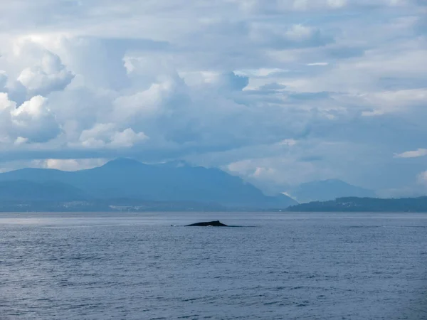 Púpos Bálnák Csendes Óceánon Vancouver Közelében Egy Gyönyörű Nyári Napon — Stock Fotó