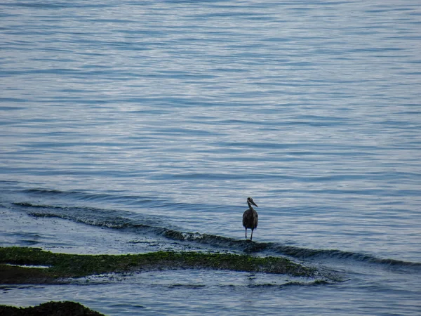 Egy Nagy Kék Gém Áll Tengeren Stanley Park Közelében Vancouverben — Stock Fotó