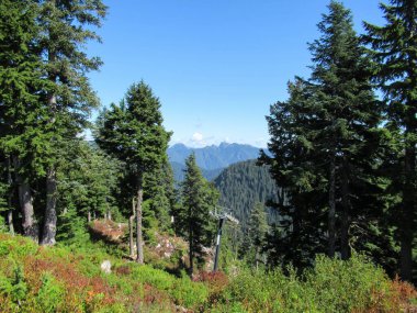 Kuzey Vancouver 'daki Grouse Dağı' ndan, teleferik kabloları, dağlar ve ağaçlarla manzara.