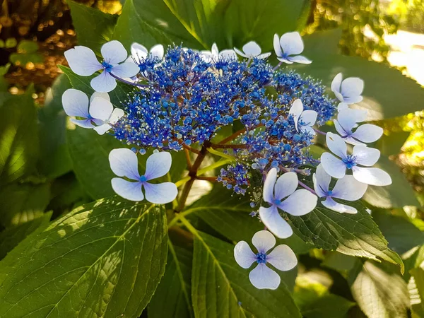 青い大きな葉のアジサイの花のクローズアップ — ストック写真