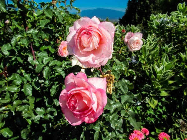 Primo Piano Rose Rosa Con Foglie Verdi Montagna Sullo Sfondo — Foto Stock