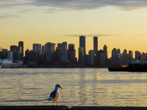 Måsen Tittar Sommarsolnedgången Och Vancouver Skyline Med Gul Himmel Norra — Stockfoto