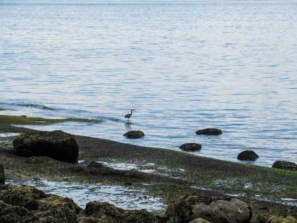 Stanley Park Vancouver 'da tek başına duran büyük mavi balıkçıl..