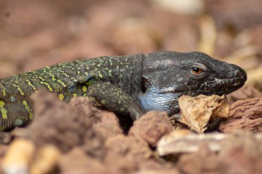 Gallotia galloti - Tenerife üzerinde yaşayan endemik kertenkele