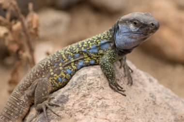 Gallotia galloti - Tenerife üzerinde yaşayan endemik kertenkele