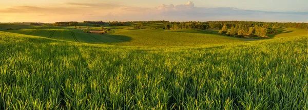 Panorama Alta Risoluzione Del Campo Primaverile Dei Giovani Cereali Verdi — Foto Stock