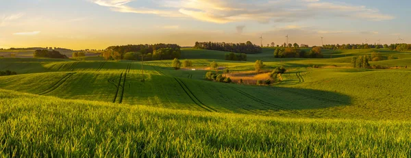 High Resolution Panorama Spring Field Young Green Cereal Illuminated First — Stock Photo, Image