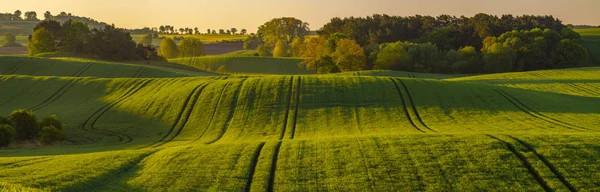 High Resolution Panorama Spring Field Young Green Cereal Illuminated First — Stock Photo, Image