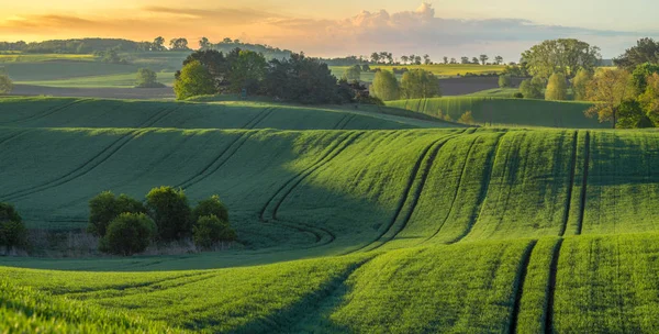 Panorama Alta Resolución Del Campo Primaveral Cereal Verde Joven Iluminado —  Fotos de Stock