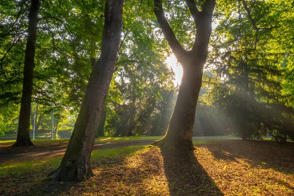 Raggi Sole Che Attraversano Foglie Degli Alberi Nel Parco Primaverile — Foto Stock