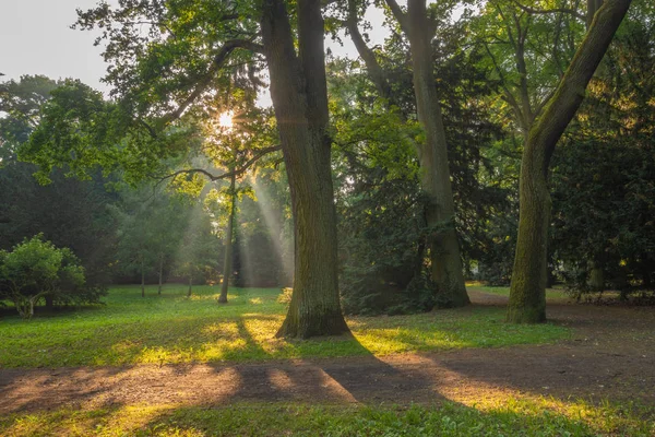 Raggi Sole Che Attraversano Foglie Degli Alberi Nel Parco Primaverile — Foto Stock