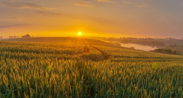 sunrise over the spring field of young grain