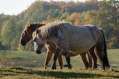 Sonbahar sıyrık ata