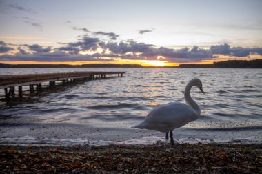 Kuğu doğal görünümünü günbatımı sırasında göl kıyısında