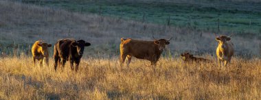 Otlaktaki genç sığırlar