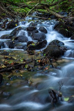 Cascades ve küçük orman akarsu üzerinde mini şelaleler