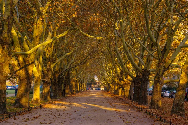 Szczecin Polonya Için Park Ağaçlarda Sonbahar Sokak — Stok fotoğraf