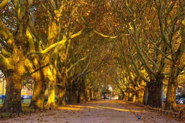 Jesienna Aleja Drzew Parku Szczecin Polska — Zdjęcie stockowe