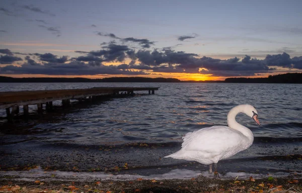 Vista Panoramica Del Cigno Sulla Riva Del Lago Durante Tramonto — Foto Stock