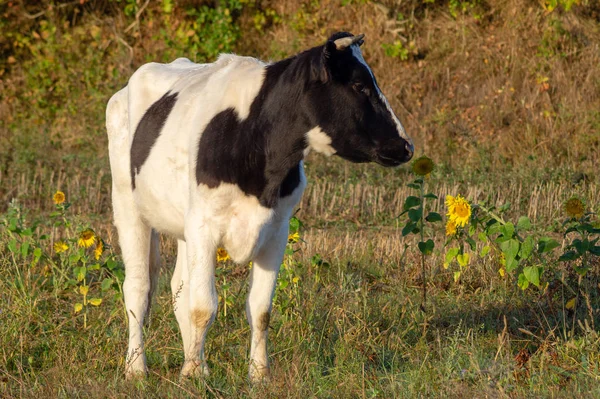 Novilla Joven Blanca Negra Pasto — Foto de Stock