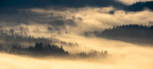 Лес Горах Утреннем Тумане Освещенном Утренним Солнцем — стоковое фото