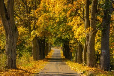 Renkli ağaçlar olan sonbahar yatay yol