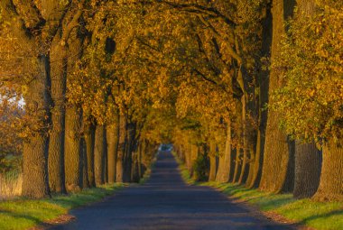 Sonbahar manzara yolu ile renkli ağaçlar. Büyük meşe Sokağı. Ülkede yol ile sonbahar yaprakları