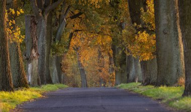 Sonbahar manzara yolu ile renkli ağaçlar. Büyük meşe Sokağı. Ülkede yol ile sonbahar yaprakları