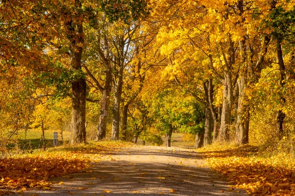 Autumn Trees Yellow Leaves Country Road — Stock Photo, Image