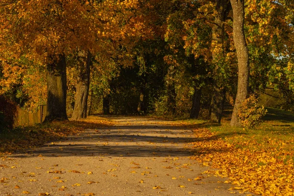Autumn Trees Yellow Leaves Country Road — Stock Photo, Image