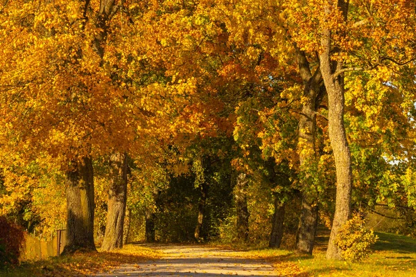 Autumn Trees Yellow Leaves Country Road — Stock Photo, Image
