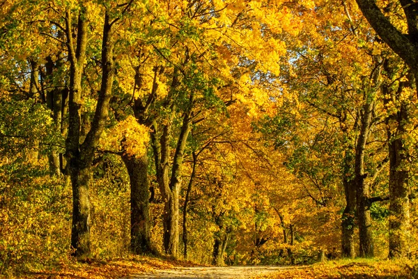 Autumn Trees Yellow Leaves Country Road Poland Spectacular — Stock Photo, Image