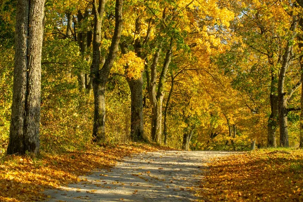 Autumn Trees Yellow Leaves Country Road Poland Spectacular — Stock Photo, Image