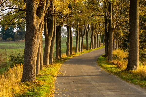 Sonbahar manzara yolu ile renkli ağaçlar. Parlak ve canlı sonbahar yaprakları ile köy yolunda