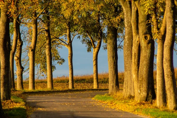 Sonbahar manzara yolu ile renkli ağaçlar. Parlak ve canlı sonbahar yaprakları ile köy yolunda
