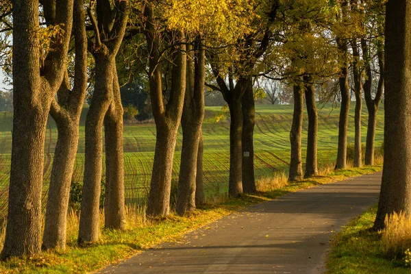 Autumn Landscape Road Colorful Trees Bright Vivid Autumn Foliage Country — Stock Photo, Image