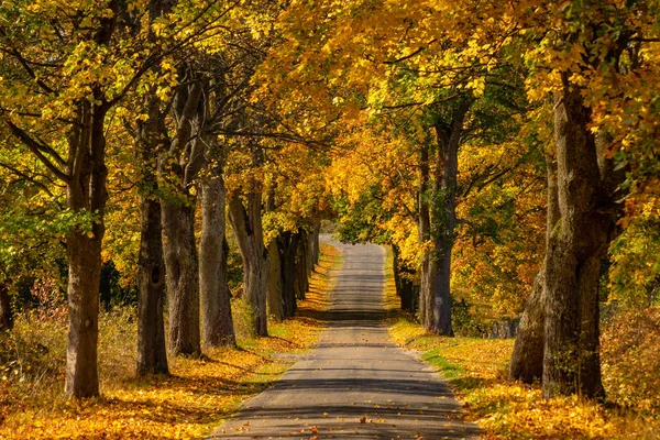 Autumn Landscape Road Colorful Trees Bright Vivid Autumn Foliage Country — Stock Photo, Image