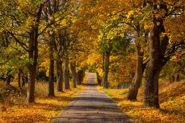 Autumn Landscape Road Colorful Trees Bright Vivid Autumn Foliage Country — Stock Photo, Image