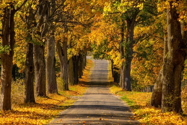 Scenic View Autumn Landscape Road Colorful Trees — Stock Photo, Image