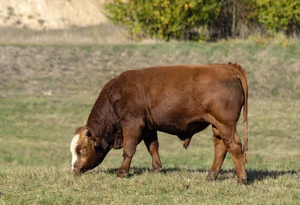 セレクティブ フォーカス秋牧草地に牛します — ストック写真