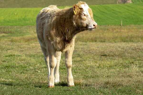 秋天牧场上的小牛 — 图库照片