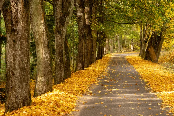 Autumn Landscape Road Colorful Trees Bright Vivid Autumn Foliage Country — Stock Photo, Image