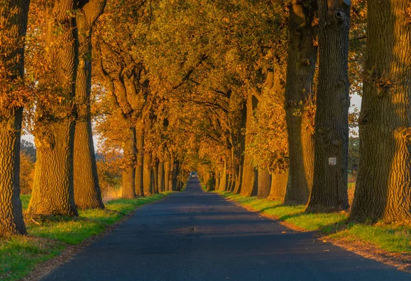色鮮やかな木々 と秋の風景道 素晴らしいオーク路地 田舎道と紅葉 — ストック写真