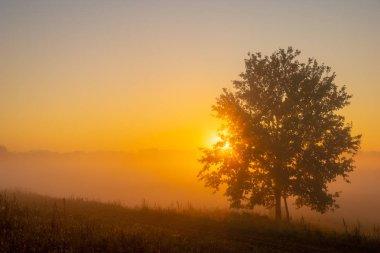 Yaz gündoğumu sisli çayır üzerinde yalnız genç meşe ile