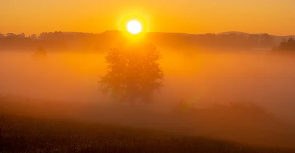 霧の草原に一人の若いオークと夏の日の出 — ストック写真