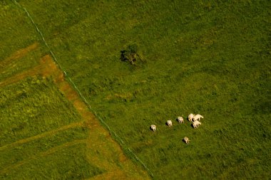 Slovakya dağlarının yamaçlarında otlatma sığır