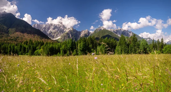 斯洛文尼亚朱利安阿尔卑斯山山谷春天的草地风景 — 图库照片