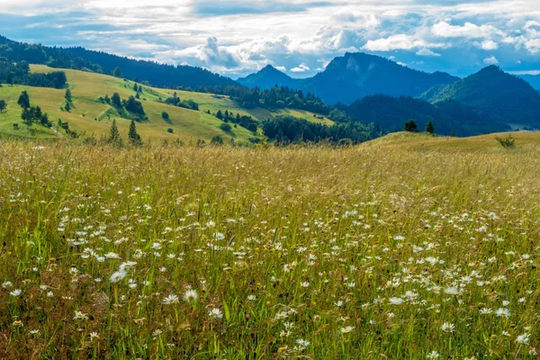 Scenic View Meadow Slovak Mountains — Stock Photo, Image