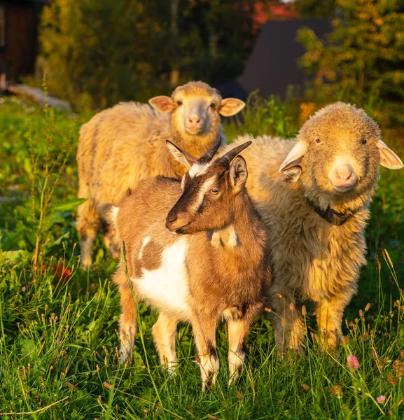 Owce Kozy Pastwiska Wiosce — Zdjęcie stockowe